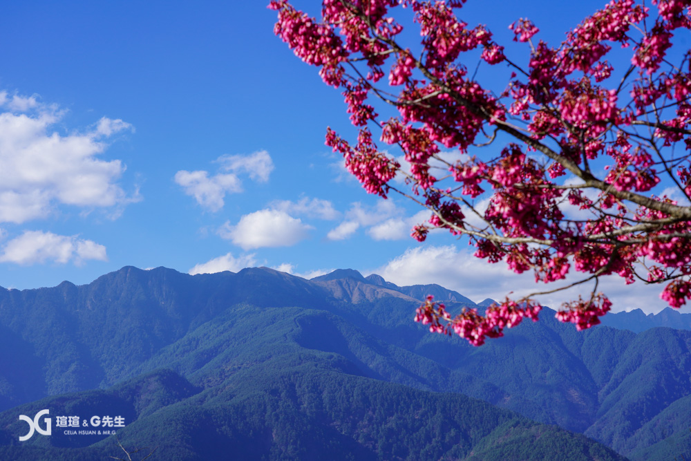 櫻緣丘 梨山拍照秘境 梨山景點 台中景點