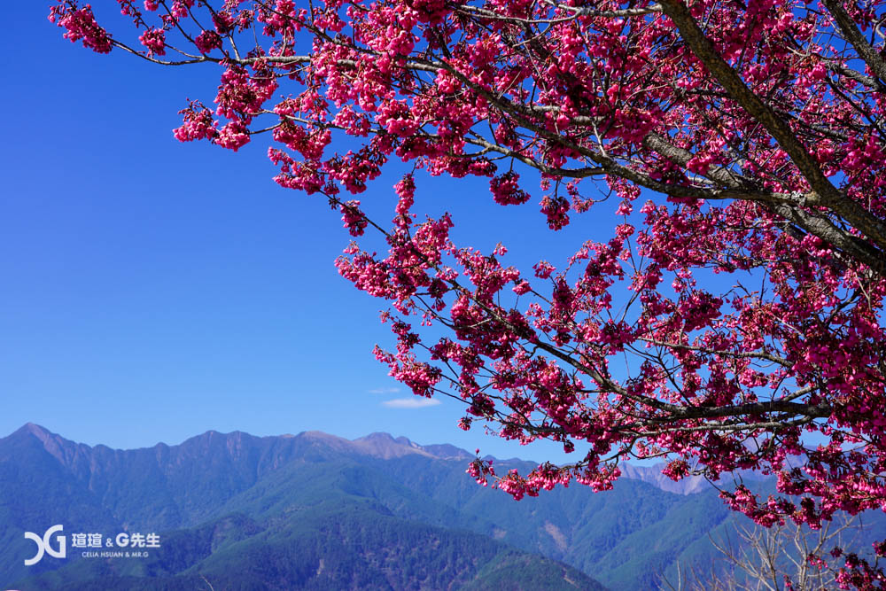 櫻緣丘 梨山拍照秘境 梨山景點 台中景點